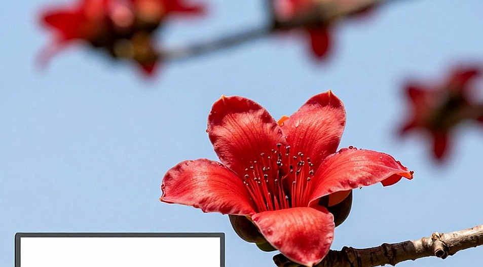 Agnes Ngetich và kỷ lục 1:05:15: một giây viết lại bảng thành tích, nhưng không viết lại cả tấm bản đồ